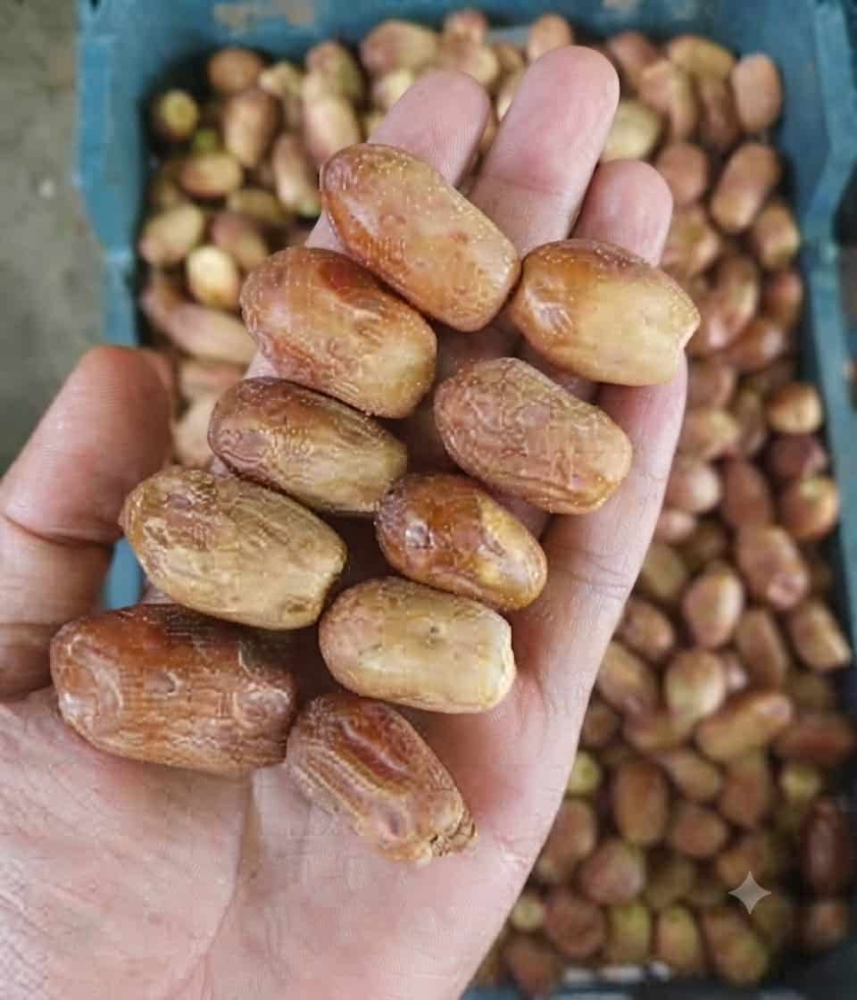 خرما زاهدی فراشبند محصولی خوش‌طعم برای مصرف و عرضه متنوع